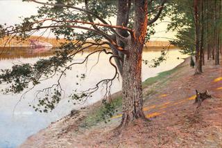 Evening Sun on a Pine Tree