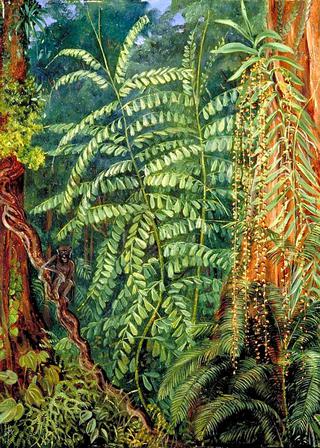 Vegetation and Ourang-Outang in Forest of Mattanga, Borneo