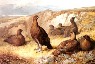 A Covey of Red Grouse