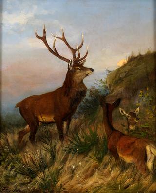 Deer Herd