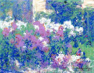 Phlox