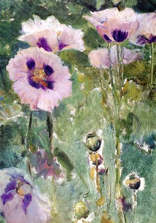 Poppies, Pavillon Colombe