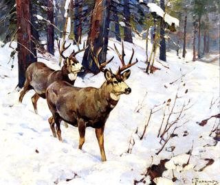 Mule Deer in the Woods