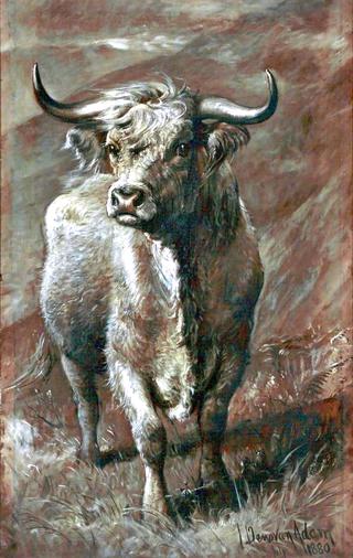 Highland Bull
