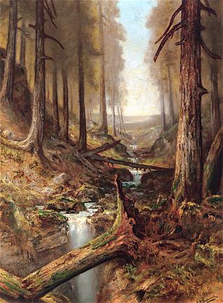 Forest Interior