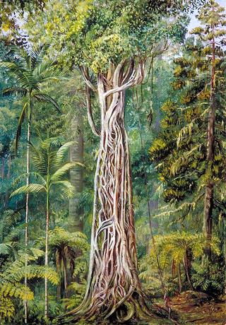 Poison Tree Strangled by a Fig, Queensland