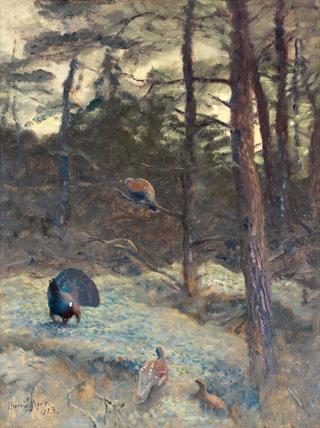 Wood Grouse