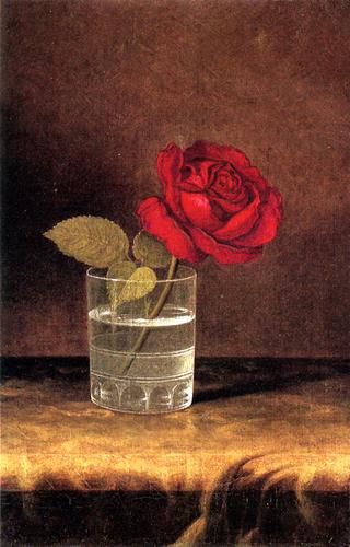 A Red Rose