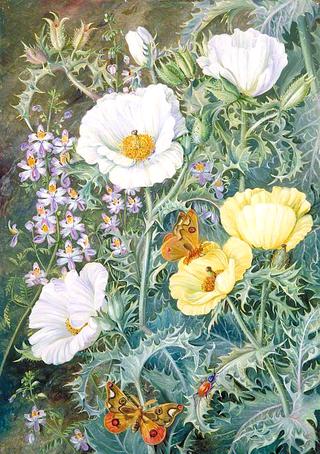Mexican Poppies, Chilian Schizanthus and Insects