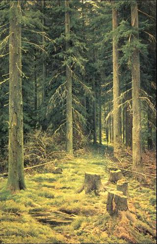 Coniferous forest