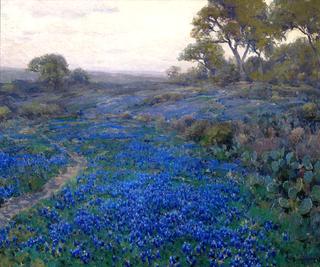 Bluebonnets at Twilight North of San Antonio