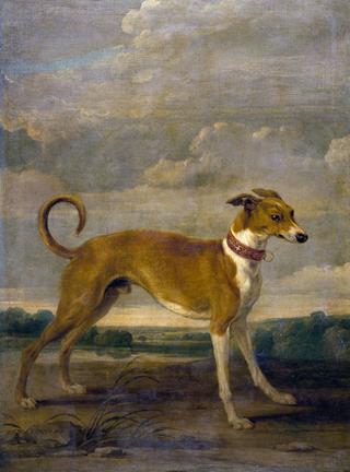 A Dog