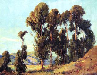 Marin Eucalyptus