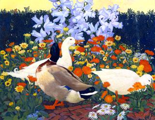 Mallard and White Ducks in Garden