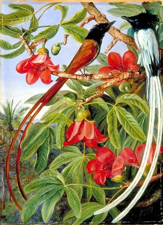 Foliage and Flowers of the Red Cotton Tree and a Pair of Long-Tailed Fly-Catchers, Ceylon