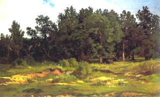 Oak grove in a muzzy day