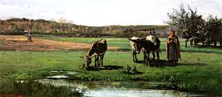 Donkeys in Pasture
