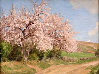 Cherry Blossoms