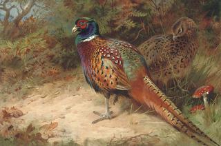 Pheasants in Undergrowth