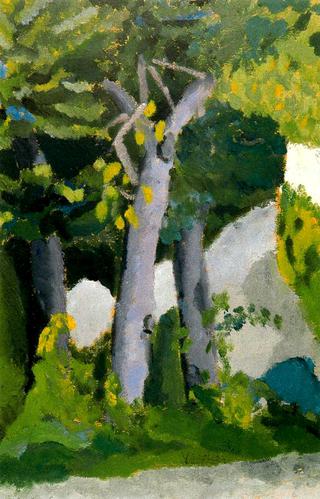 Trees in Fuenterrabía