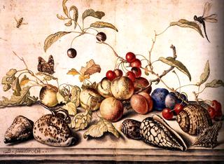 Still-Life with Plums, Cherries, and Shells