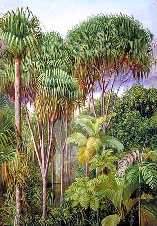 Screw-Pines, Palms, Tree-Ferns and Cinnamon Trees on the Hills of Mahé