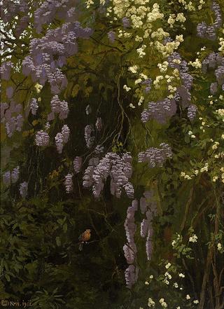 Wisterias in bloom