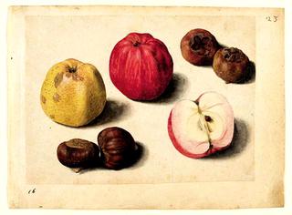 Apples, Roses, Fire, Snow, Medlars, Chestnuts, Tangerine