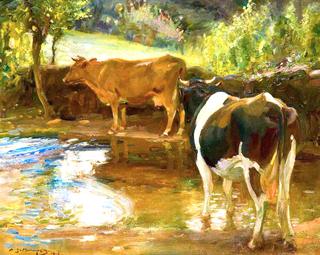 Cows at Water, Lamorna