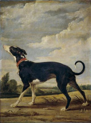 A Greyhound