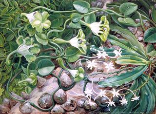 The Knobwood and Flowers of Natal