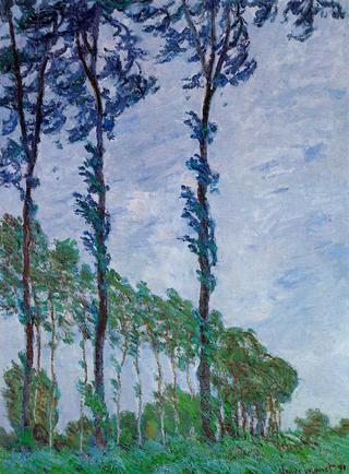 Poplars, Wind Effect
