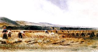 Harvest Field