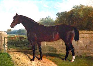 'Hungerford Mare'