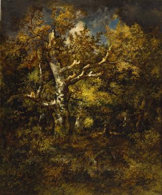Forest of Fontainbleau, Autumn