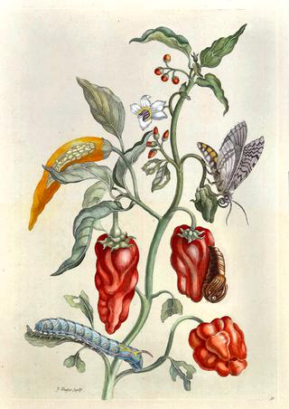 Pepper Plant, Capsicum