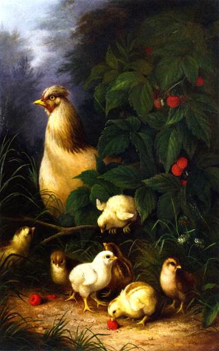 Chickens and Raspberries