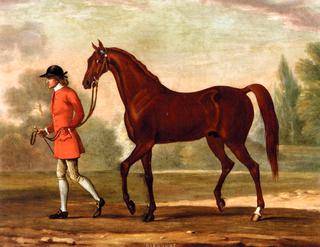 Portrait of 'Dormouse', a Bay Racehorse Led by a Jockey