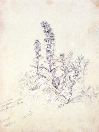 植物习作，冷泉，纽约