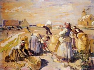 Potato Harvest