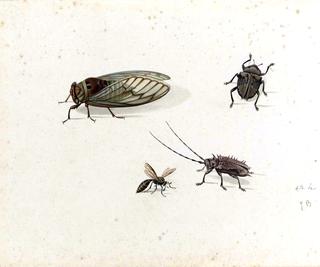 Two Beetles, a Wasp and a Cicada