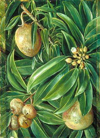 Foliage, Flowers and Fruit of the Sapodilla Plum