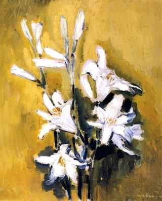 Madonna Lilies