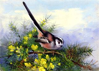 A Long-tailed Tit Perched on a Gorse Bush