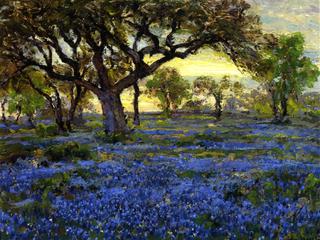 Old Live Oak Tree and Bluebonnets on the West Texas Military Grounds, San Antonio