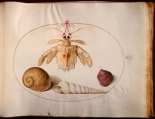 Animalia Aqvatilia et Cochiliata