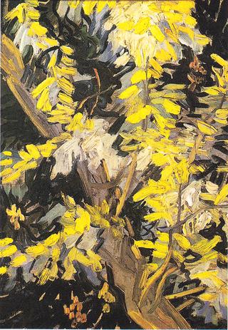 Blossoming Acacia Branches