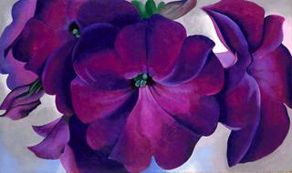 Petunias