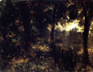 Night in the Forest