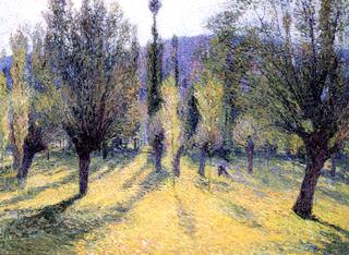 Sunlight through the Poplars